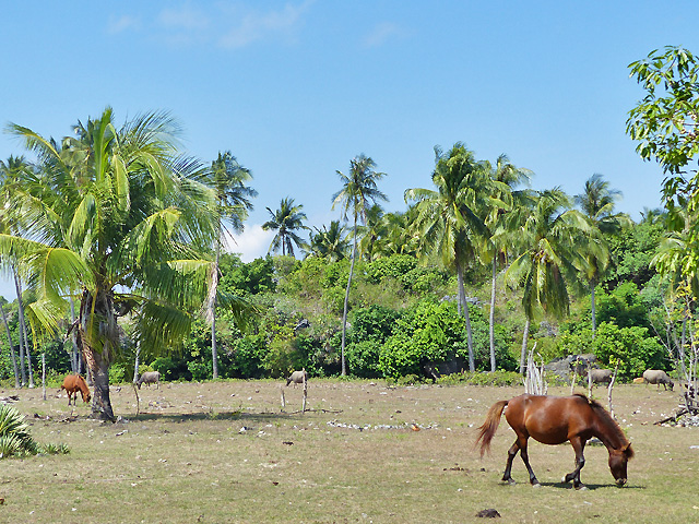 Ile de Rote