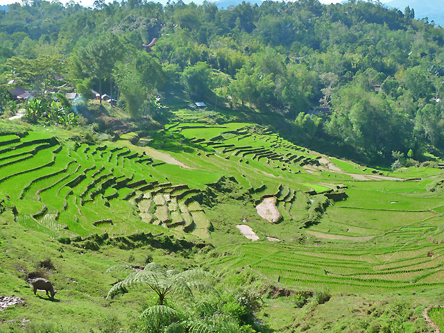 Sulawesi Toraja