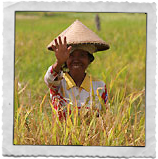 Paysan dans une rizière à Bali