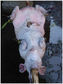 babi guling Bali