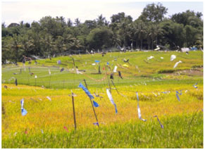 bali environnement