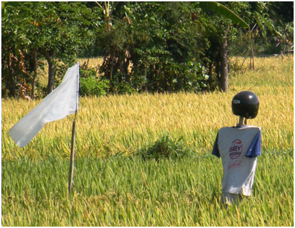 bali environnement