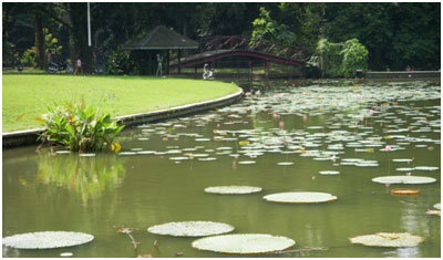 bogor java