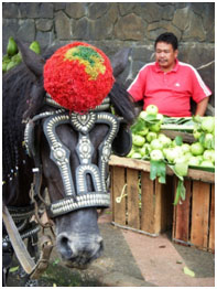 bogor java