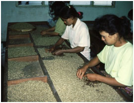 café indonésie bali