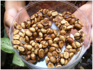 café indonésie bali