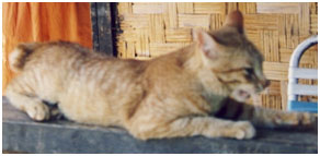 chats pays Toraja indonésie