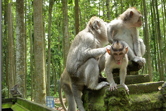 Un singe vole un appareil photo pour faire un doigt d'honneur !