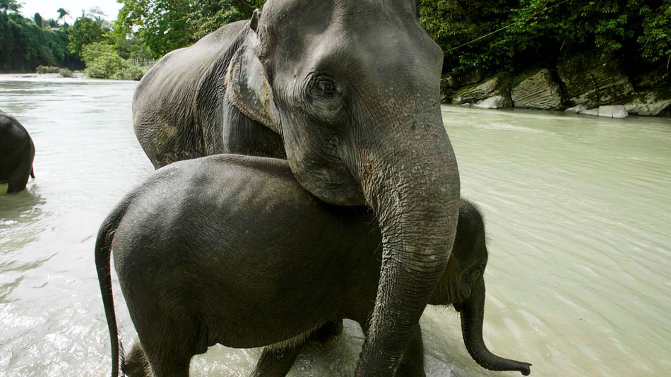 elephant de Sumatra en Indonesie
