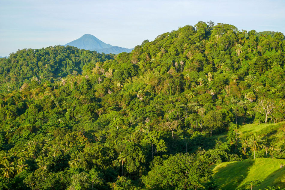 jungle indonesie
