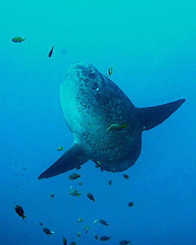 mola mola indonesie