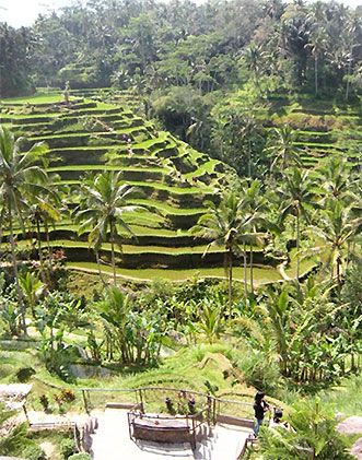 rizières Bali Jatiluwih