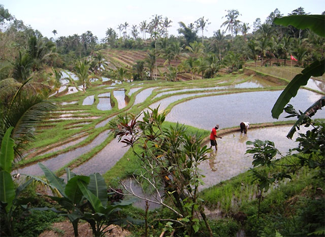 rizières Bali Jatiluwih