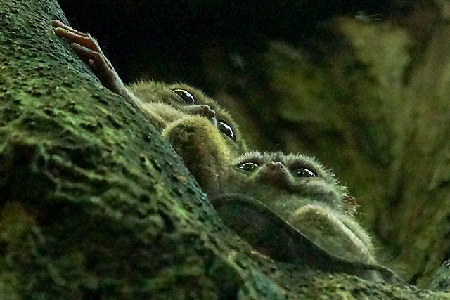tarsiers parc Tangkoko Sulawesi