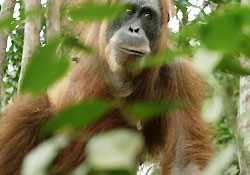 conseils pour découvrir Sumatra