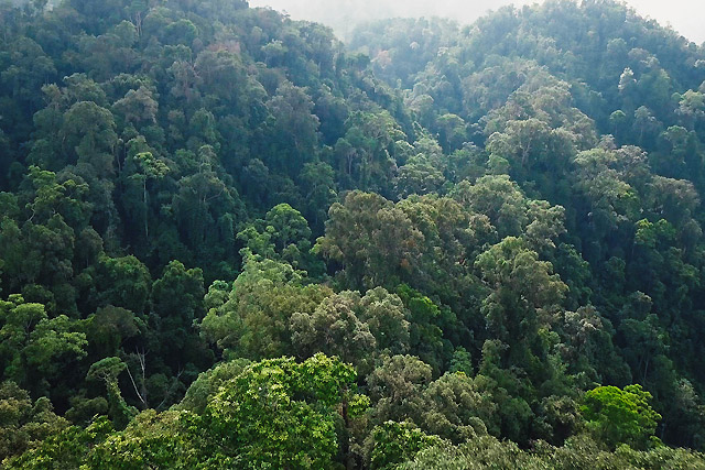jungle sumatra