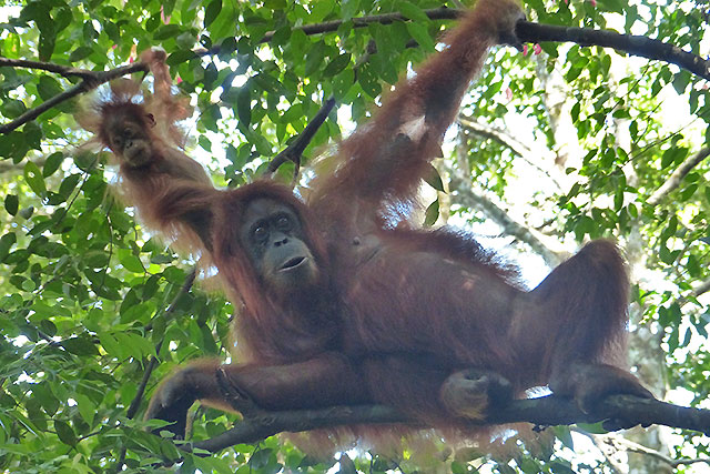orang outans sumatra