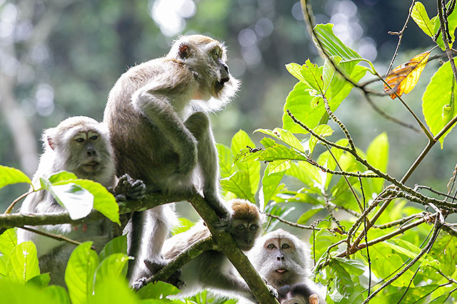 singes sumatra