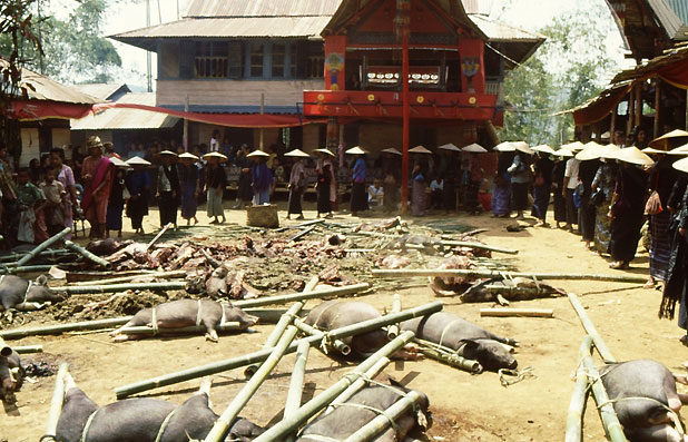 Procession toraja sulawesi