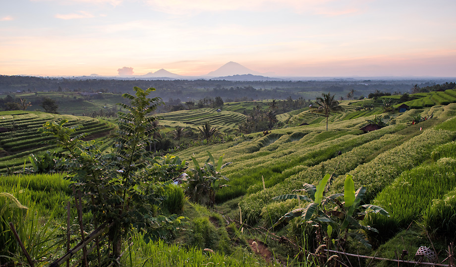 bali