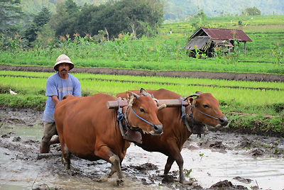 Centre Est de Bali