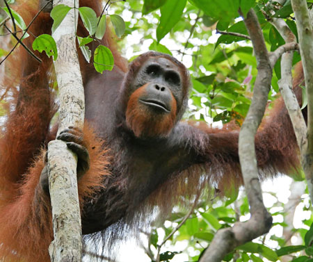 Bornéo Kalimantan
