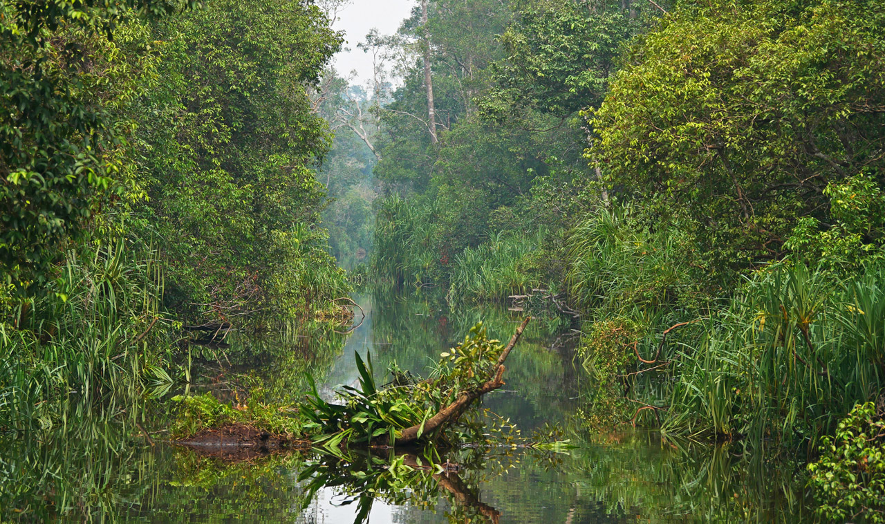 Bornéo Kalimantan