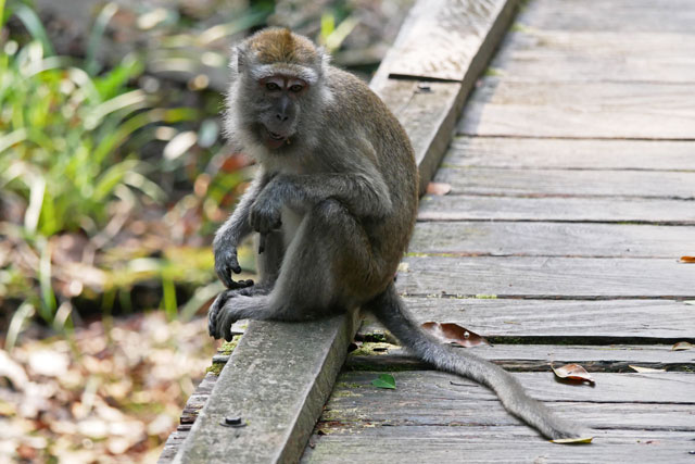 Bornéo Kalimantan