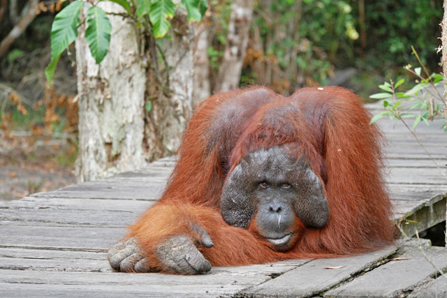 Bornéo Kalimantan