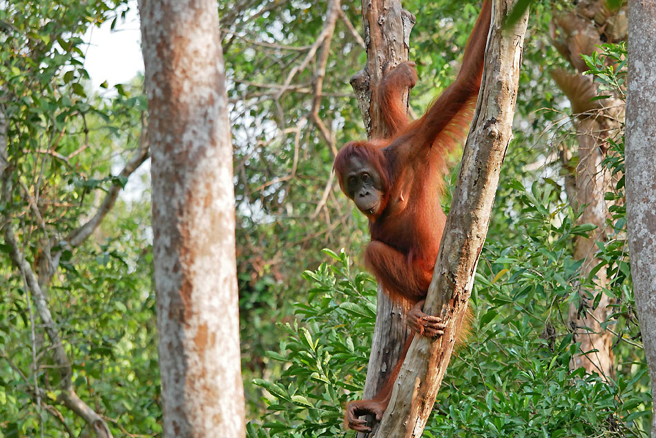 Bornéo Kalimantan