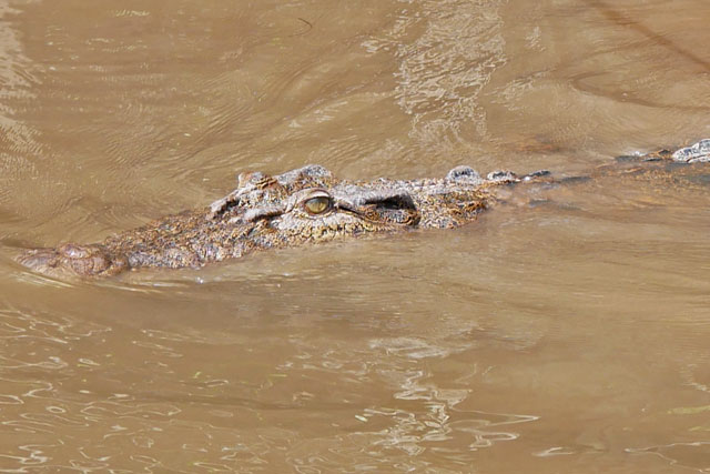 Bornéo Kalimantan