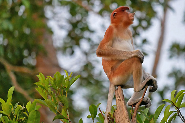 Bornéo Kalimantan