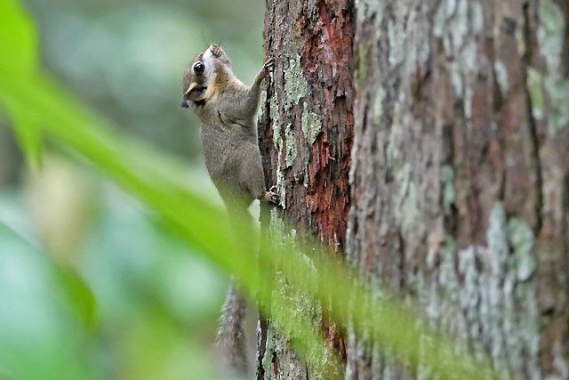 Bornéo Kalimantan