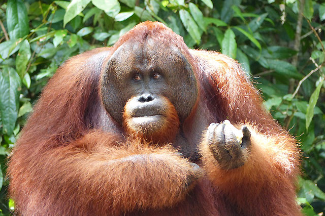 Bornéo Kalimantan