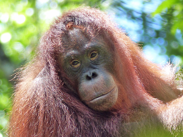 Bornéo Kalimantan