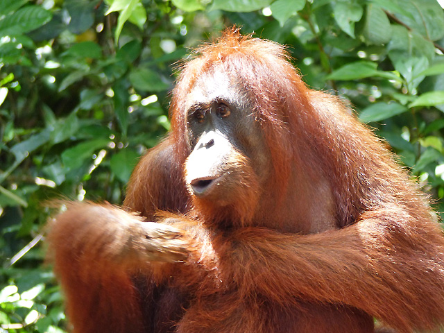 Bornéo Kalimantan