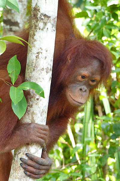 Bornéo Kalimantan