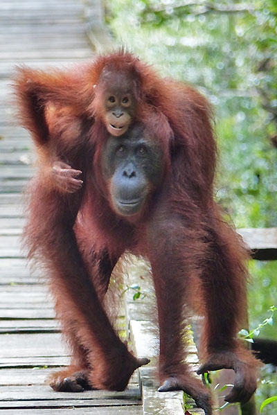 Bornéo Kalimantan