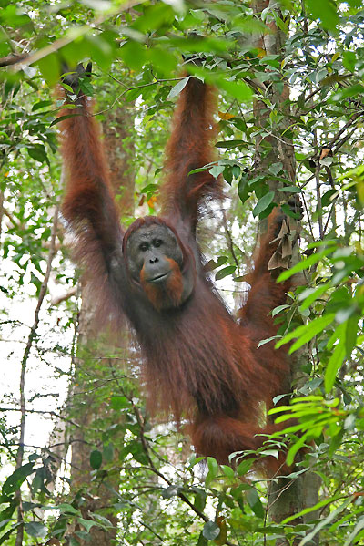 Bornéo Kalimantan