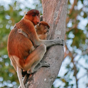 Bornéo Kalimantan