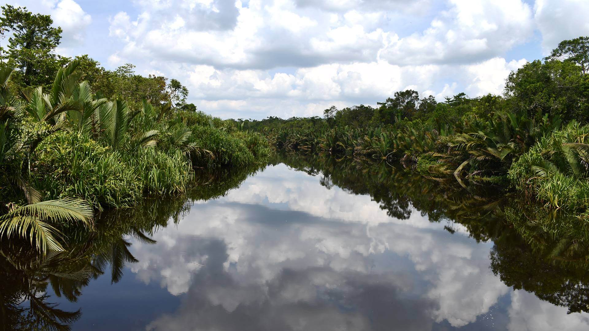 Bornéo Kalimantan