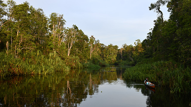 Bornéo Kalimantan