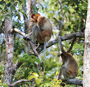 Bornéo Kalimantan