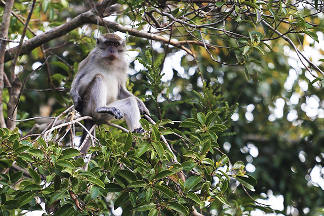 Bornéo Kalimantan