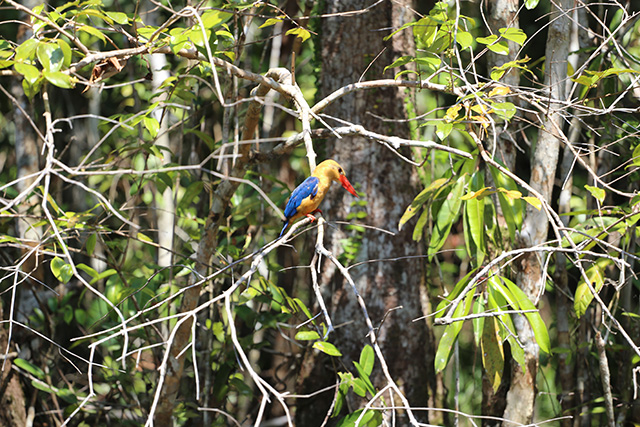 Bornéo Kalimantan