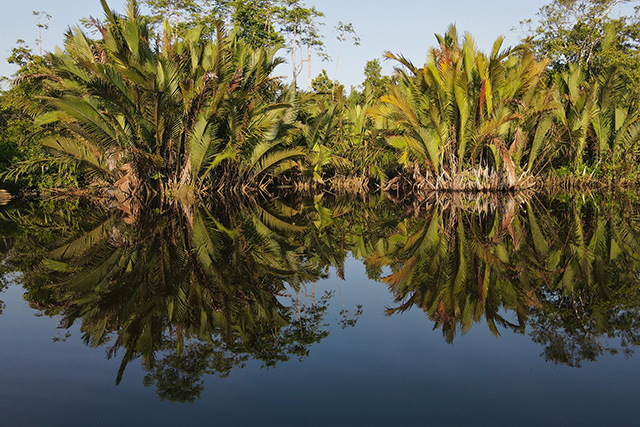 Bornéo Kalimantan