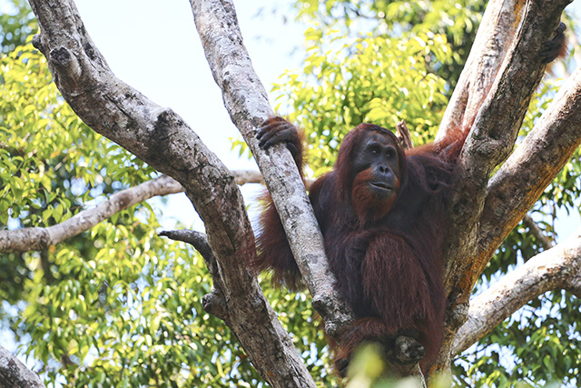 Bornéo Kalimantan