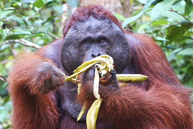 Bornéo Kalimantan