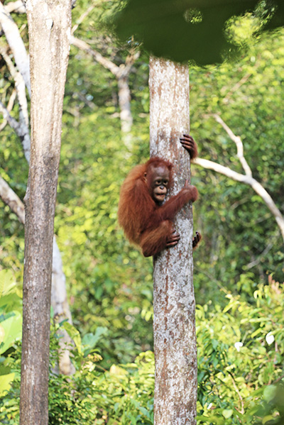 Bornéo Kalimantan