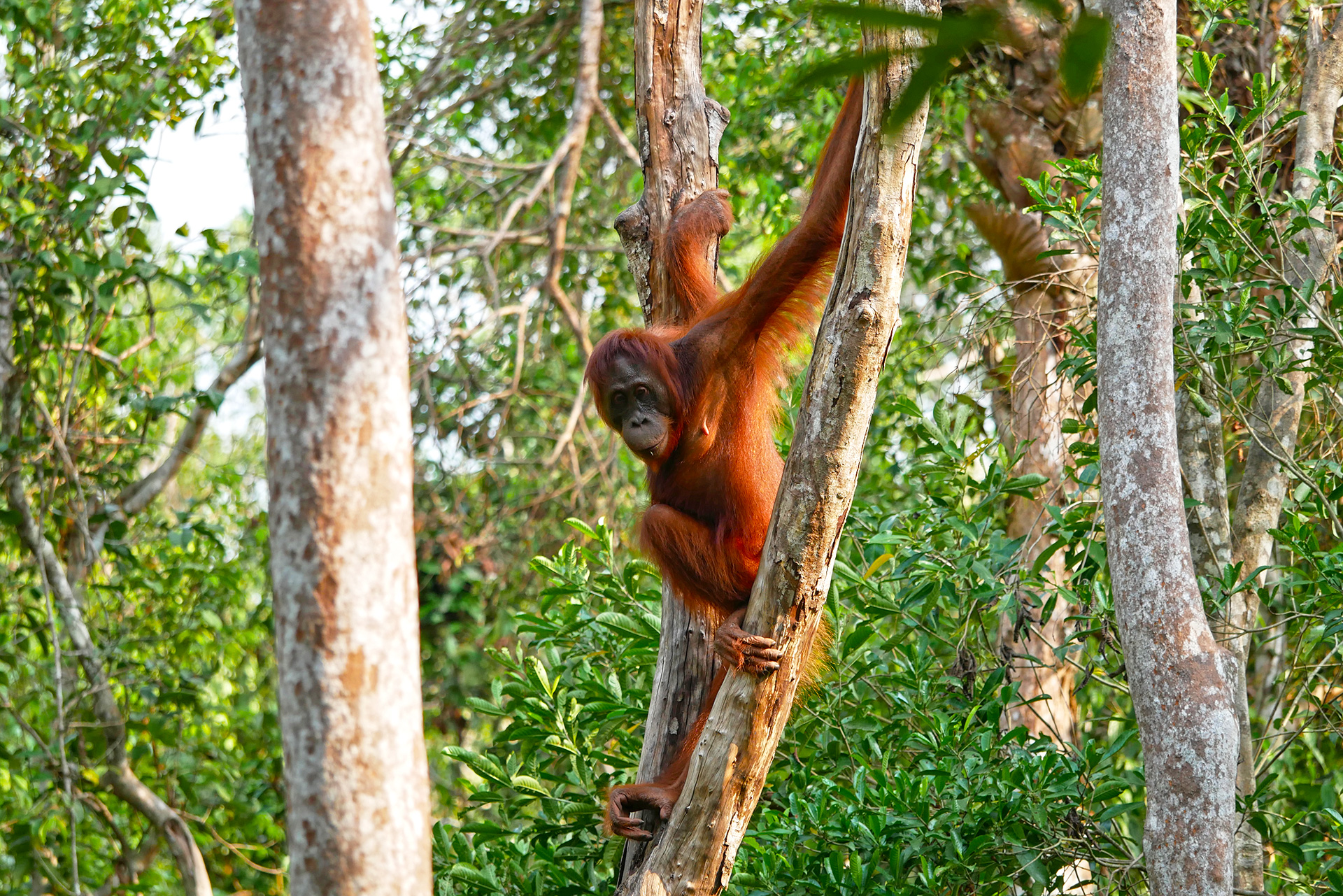 Bornéo Kalimantan